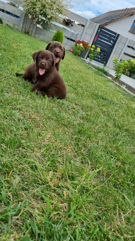 Labrador retriever pies
