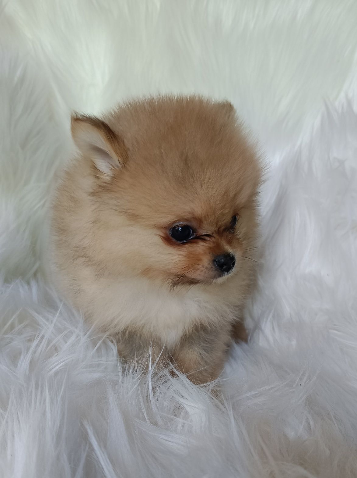 Szpic miniaturowy pomeranian piesek xs