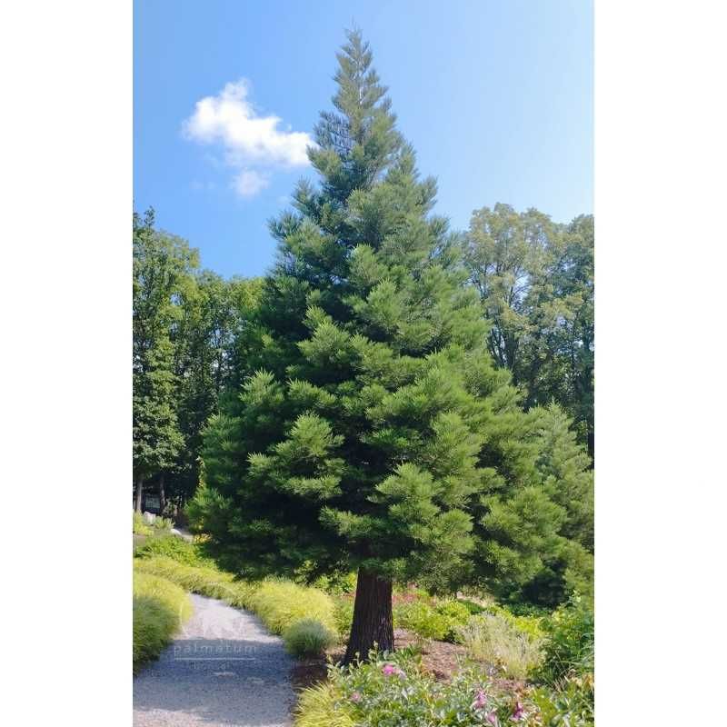 Mamutowiec olbrzymi (Sequoiadendron giganteum)