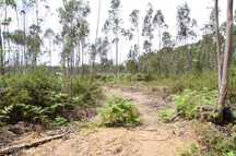 Terreno Florestal