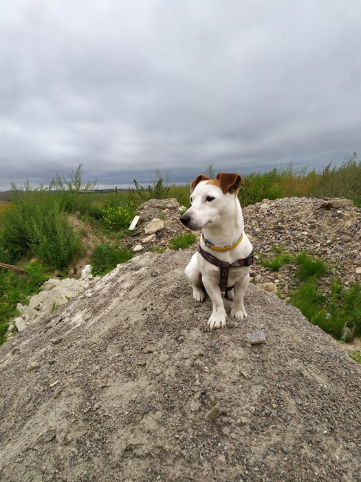 Кобель Джек Рассел в'язка.