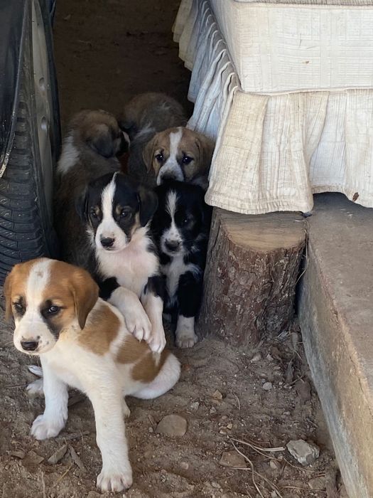 Cachorros para adoção