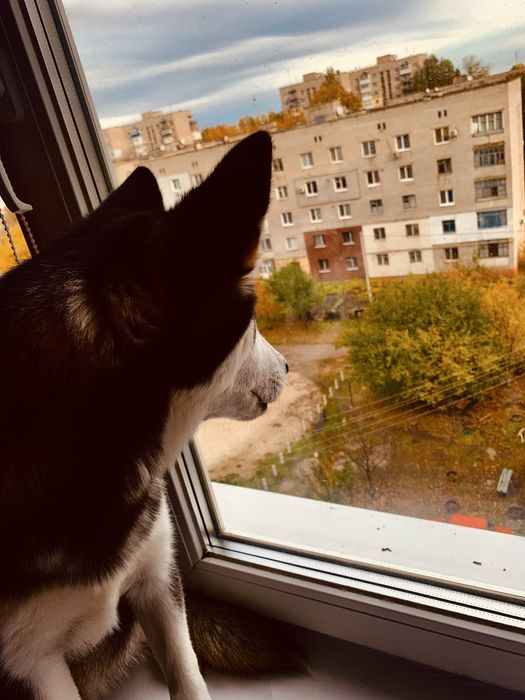 Віддам собачку хаскі дівчинку в добрі руки