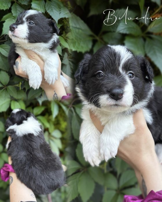 Border Collie piesek. Linia Show. ZKWP/FCI