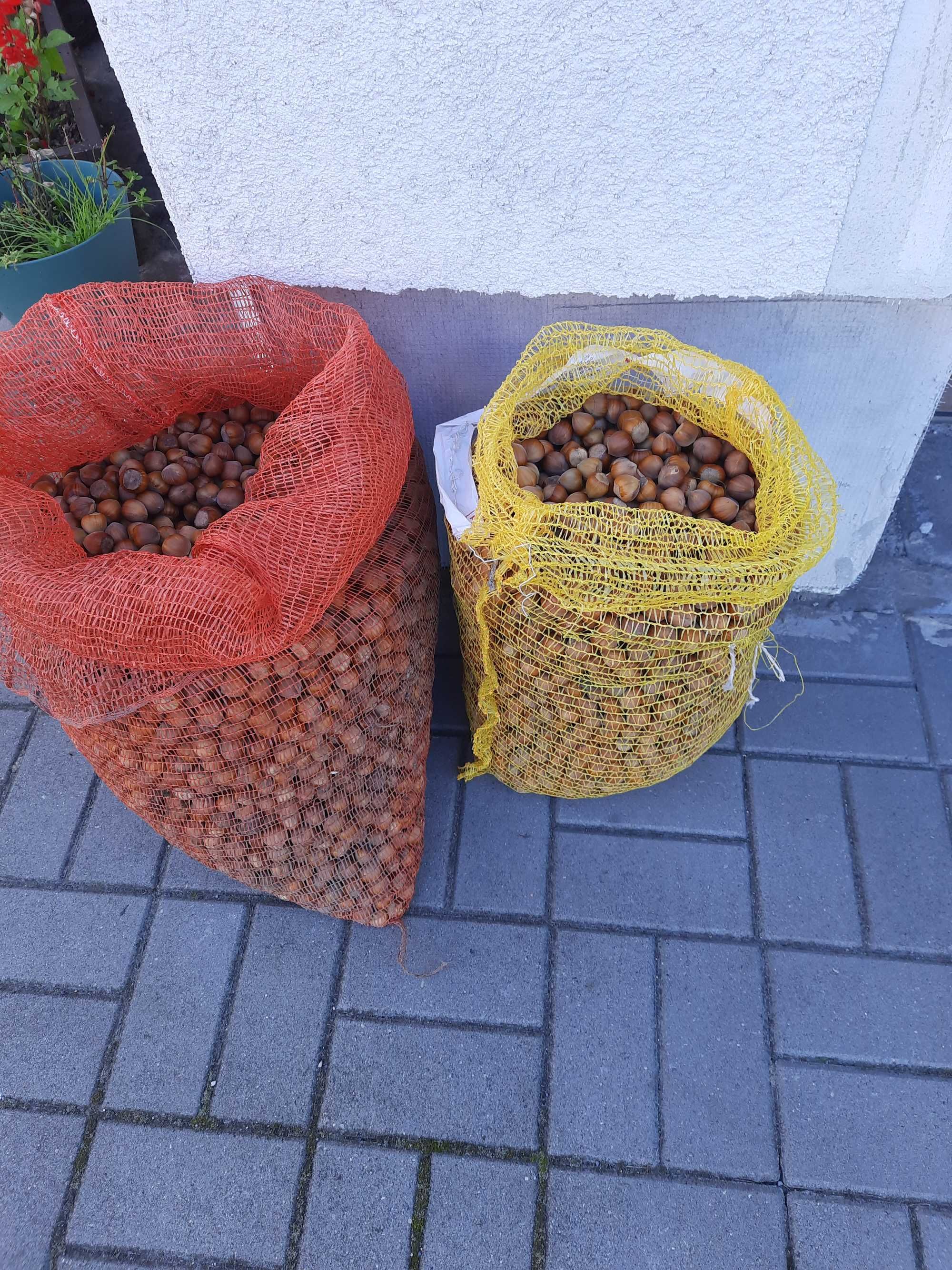 Orzechy laskowe w łupinach duże zostało ostatnie 5kg Ostróda