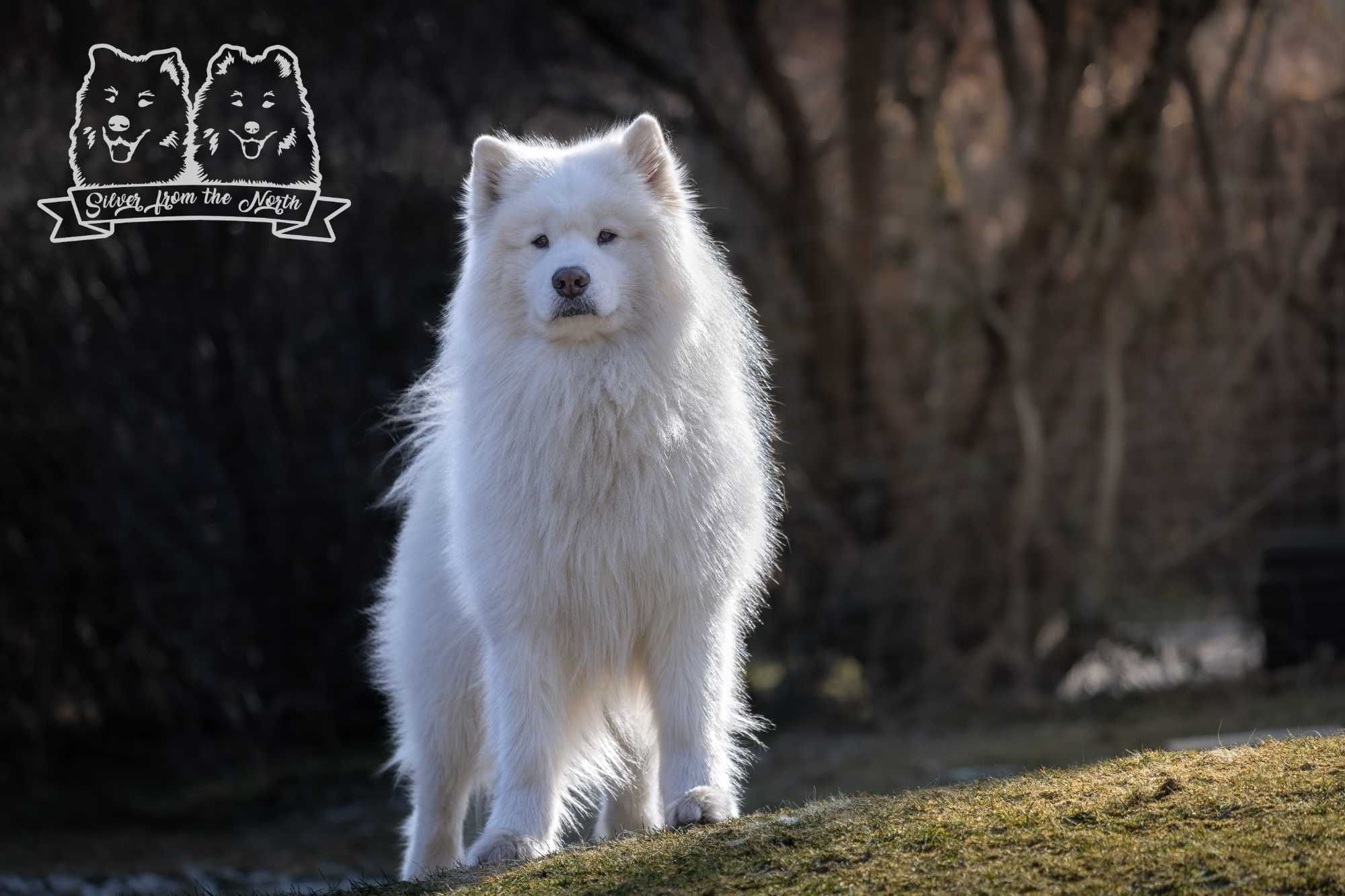 Szczenię Samoyed ZKWP FCI