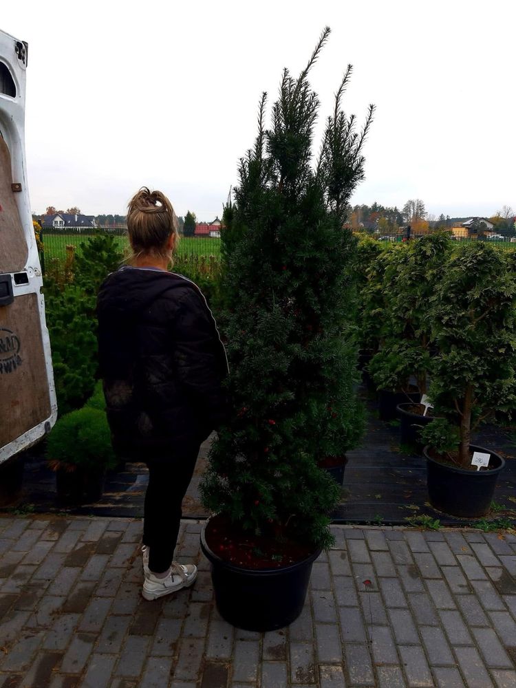Bonsai Niwaki Cis 180-250cm (szmaragd katalpa klon laurowiśnia)
