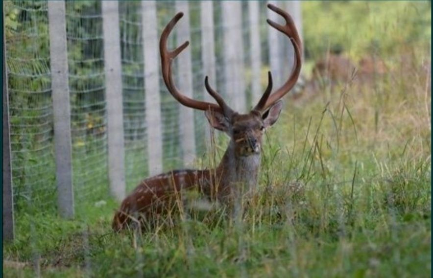 Sprzedam daniele, jelenie sika, byki, łanie