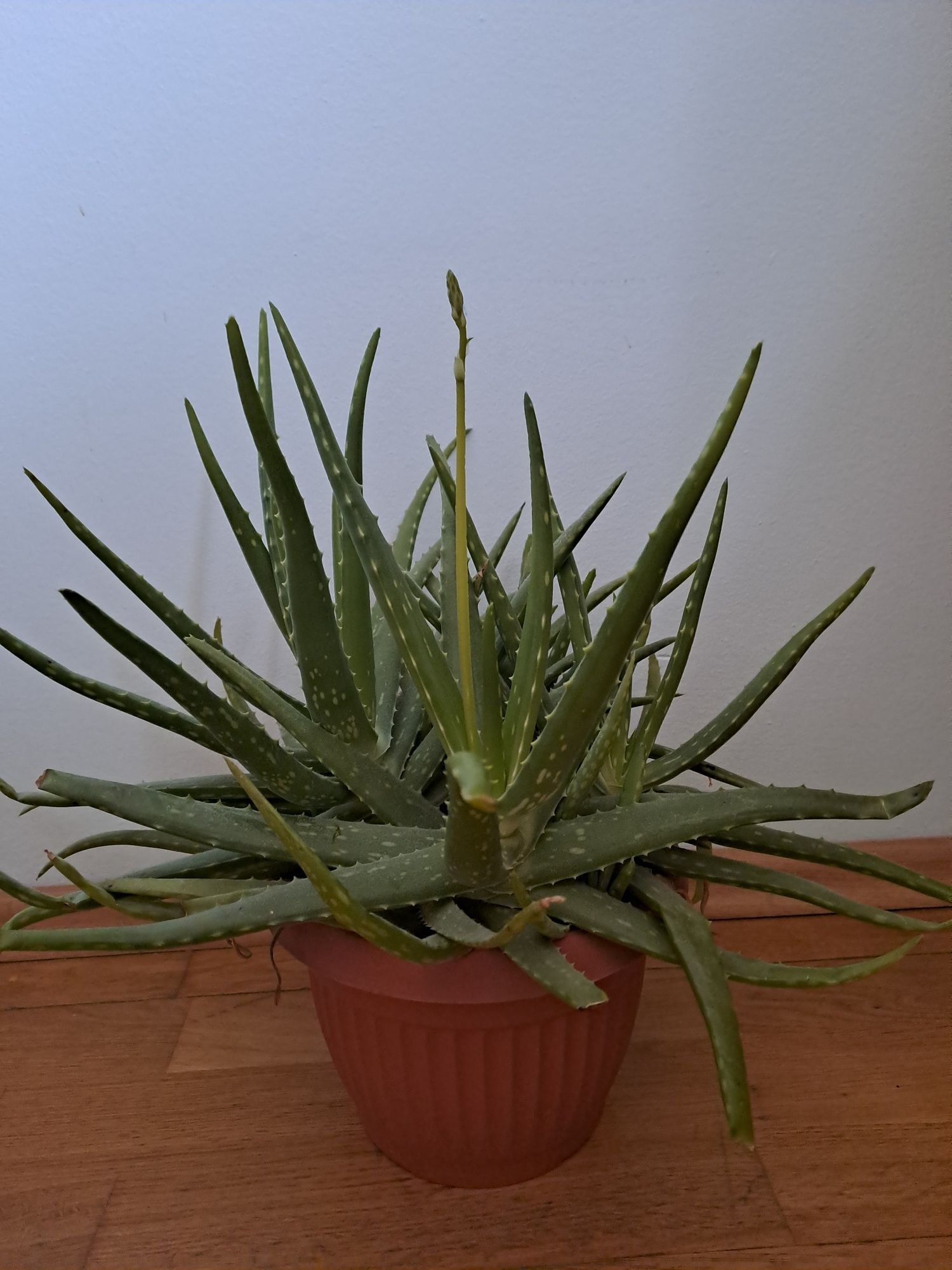 Duży, kwitnący aloes