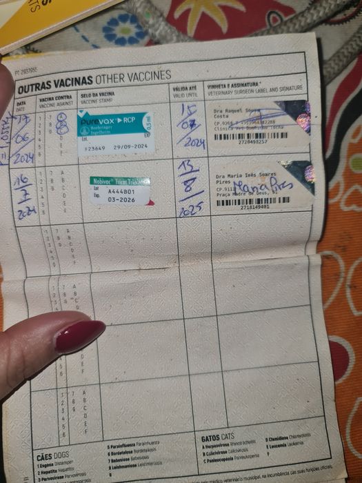 Gatinho meigo com livrete