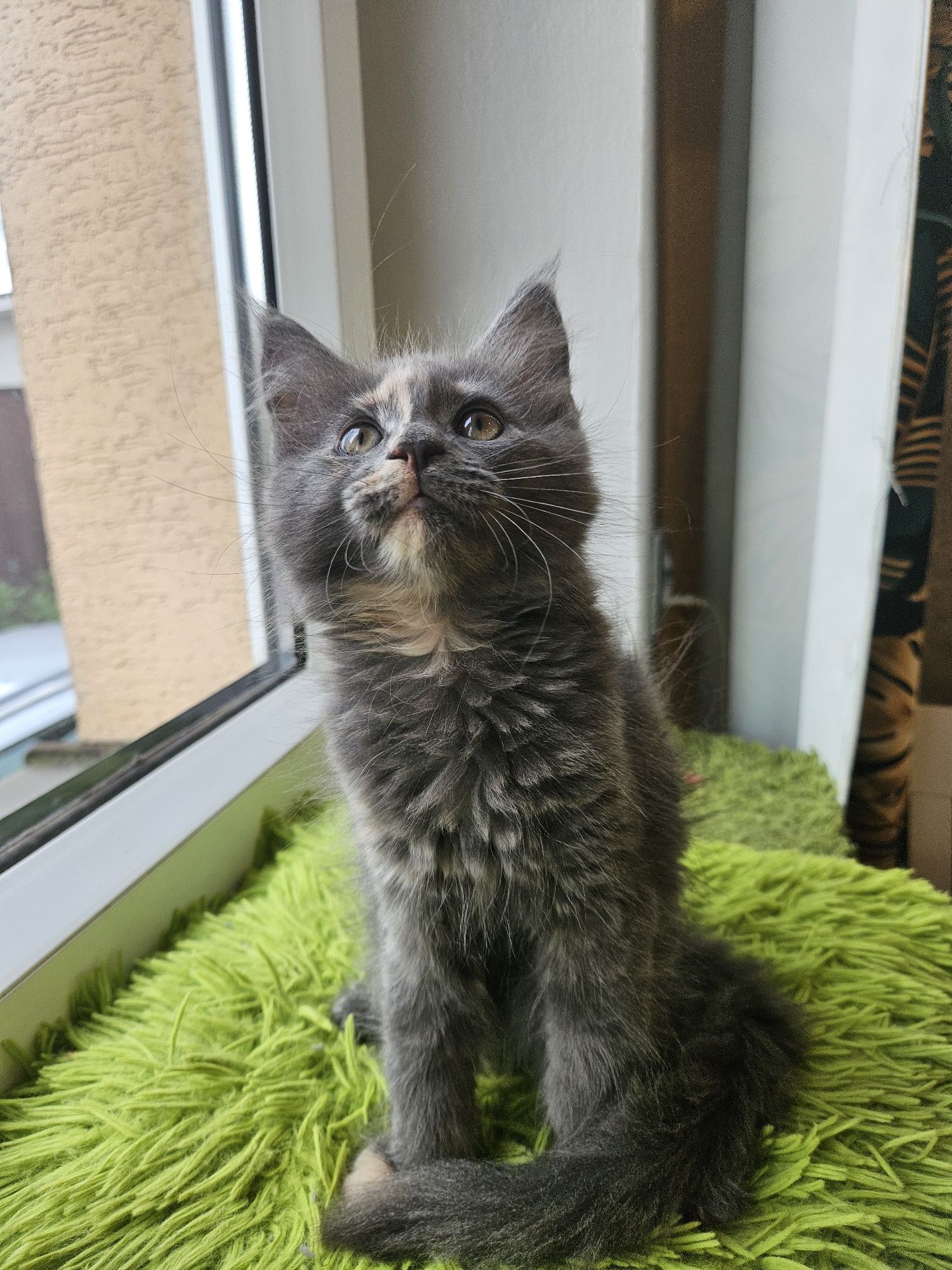 Maine coon kotka LUNA niebieski szylkret