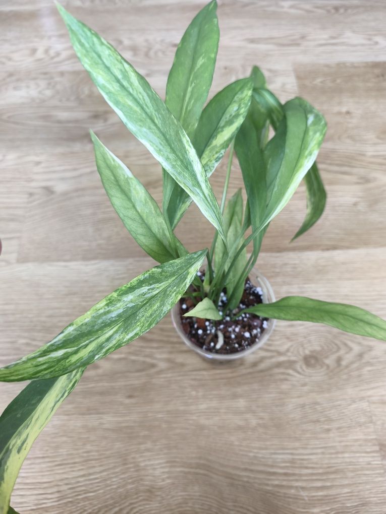 Антуріум Vittarifolium variegata