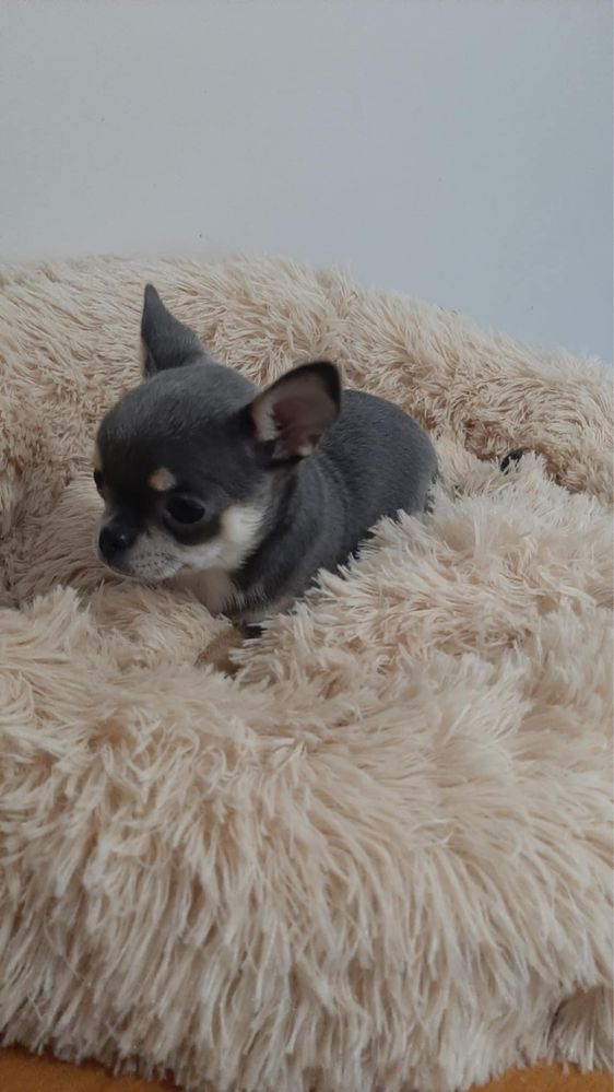 Sprzedam piękna sunie rasy Chihuahua. Niebieska.
