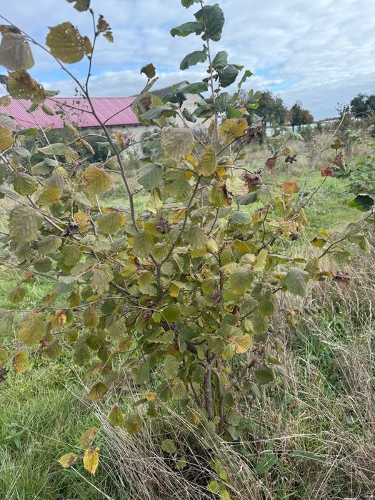 Orzech laskowy Katalonski