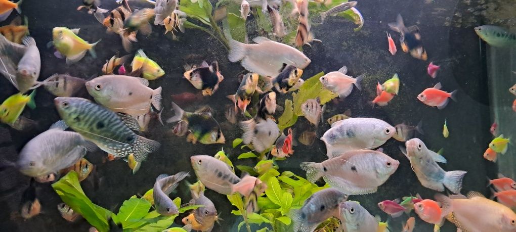 Акваріумні рибки Тернеція  Glo fish , даніо гуппі, меченосець.