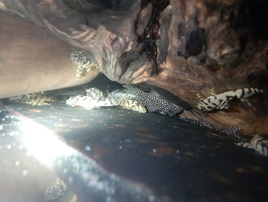 Hypancistrus L236 SW 4-5cm zbrojniki glonojad