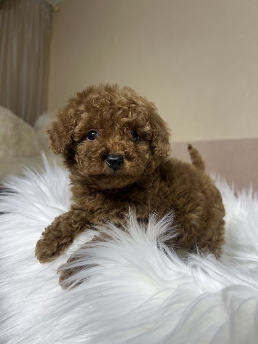 Той пудель Тікап . Дівчинка міні