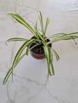 Planta Aranha ou gravatinha