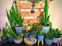 Sansevieria różne gatunki Wyprzedaż