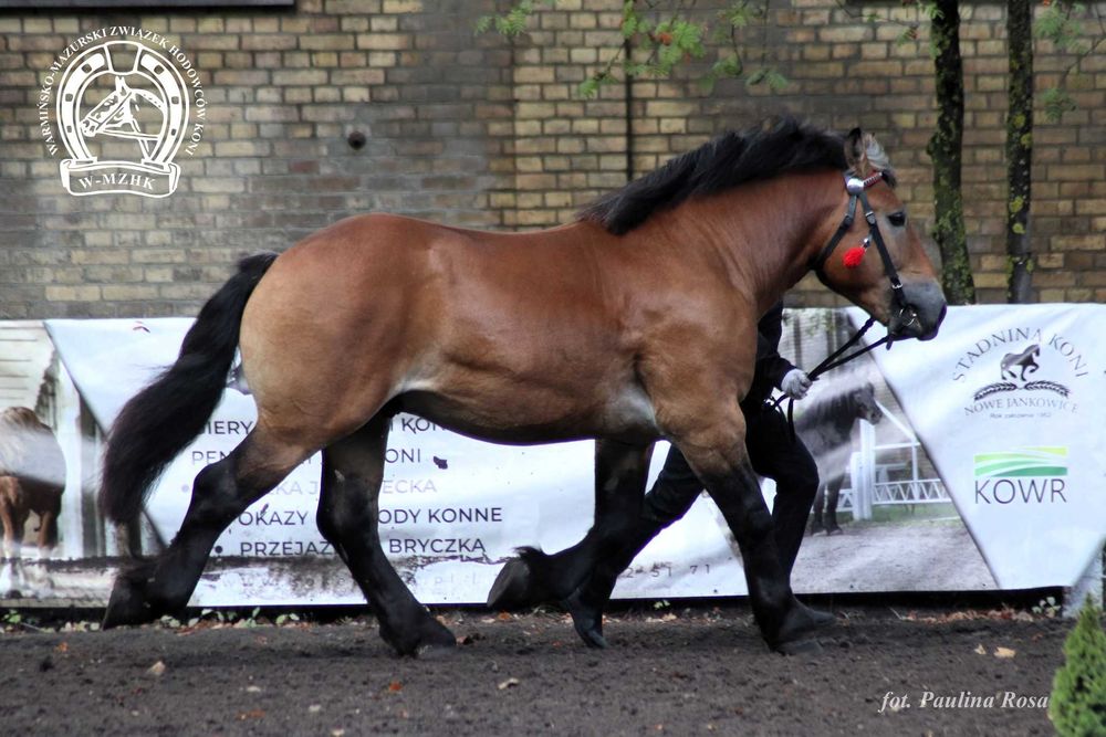 Ogier sztumski programowy