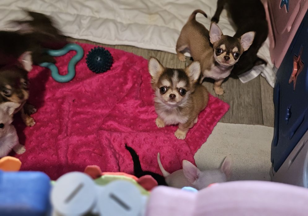 krótkowłosy piesek chihuahua umaszczenie husky xxs