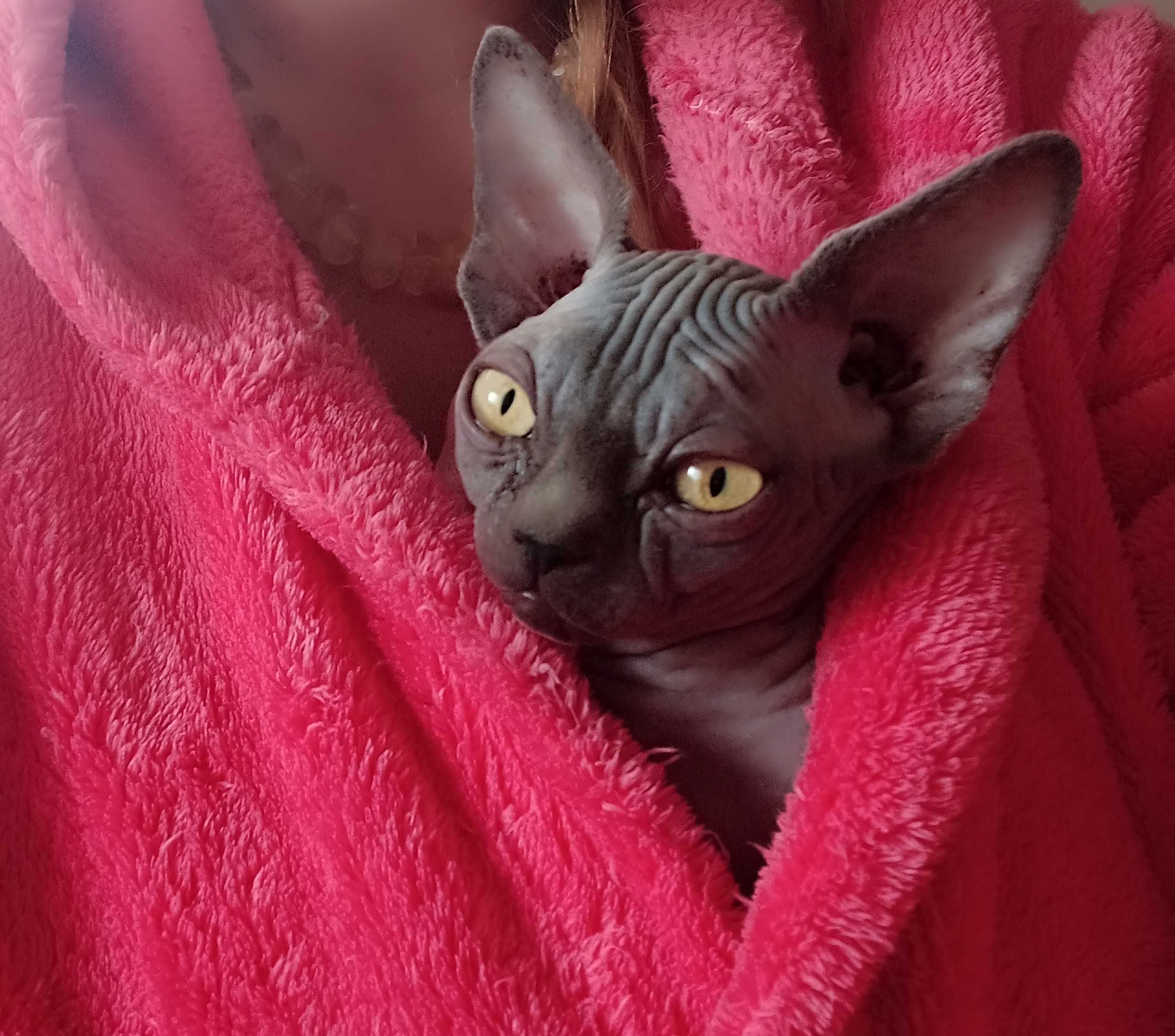 Lindissima gata sphynx. Extreme type.