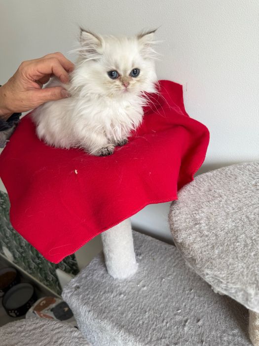 Kocurek z rodowodem pzf perski pers