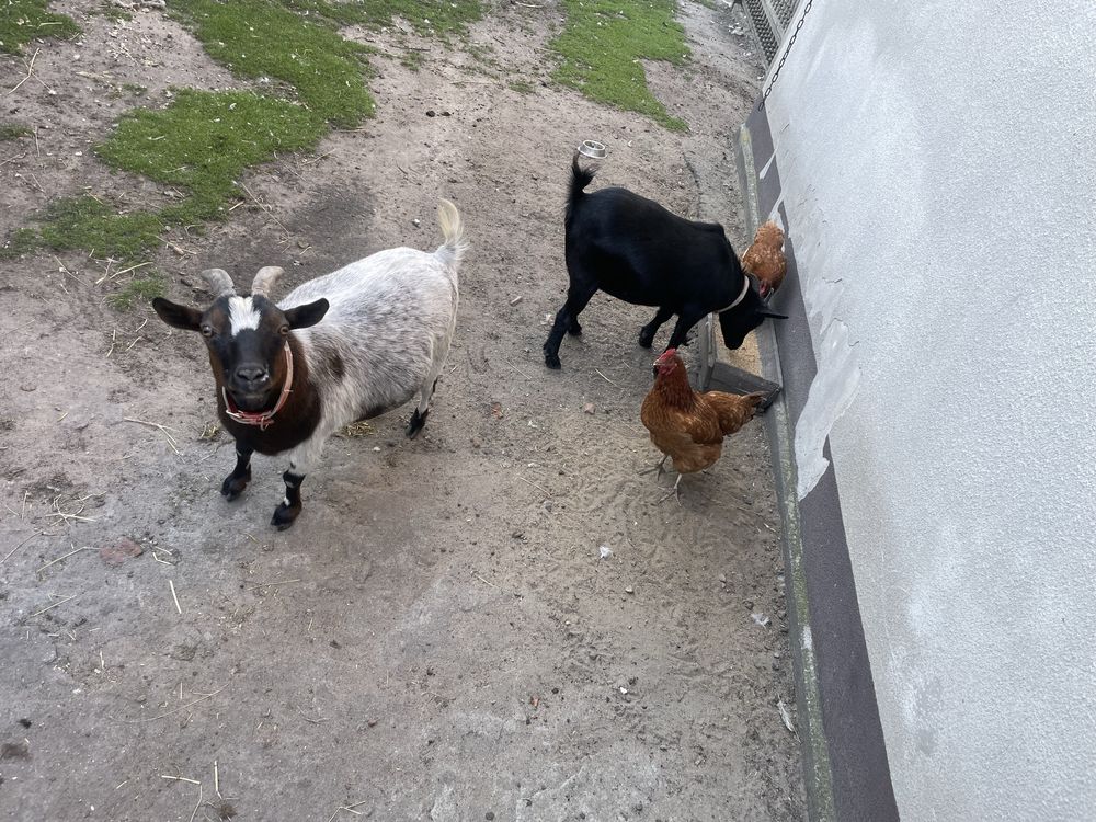 Kozy miniaturka i karlowata