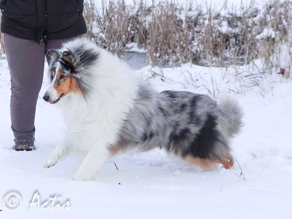 COLLIE Owczarek Szkocki długowłosy szczeniak rodowodem po Championach