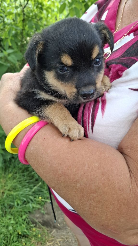 Trzy szczeniaki 7 tyg adopcja.