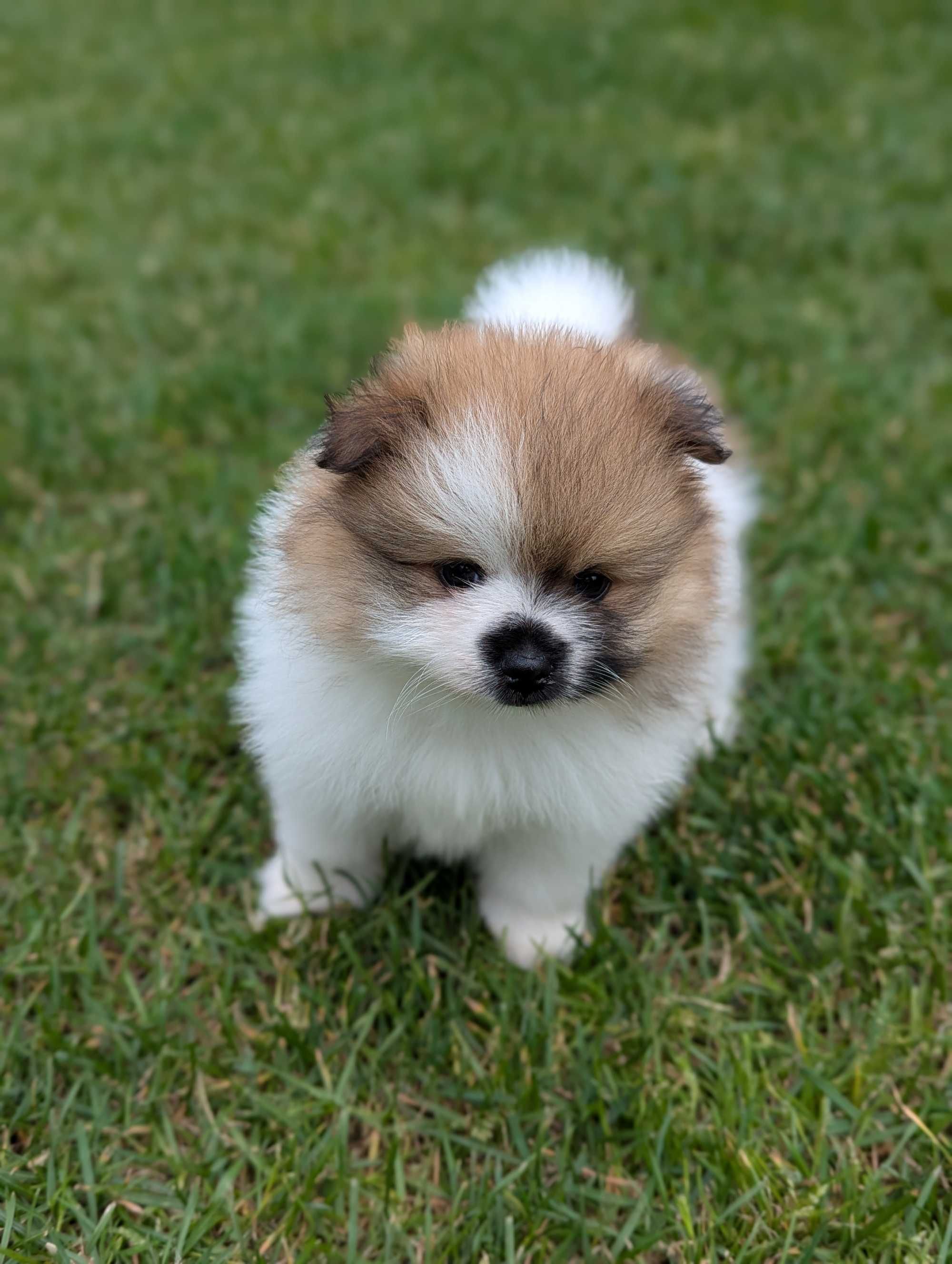 Szpic miniaturowy, pomeranian