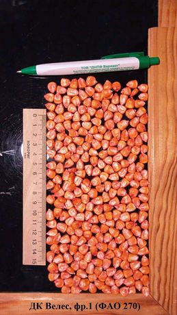 Насіння кукурудзи ДК Велес від виробника, 2021 рік ур.