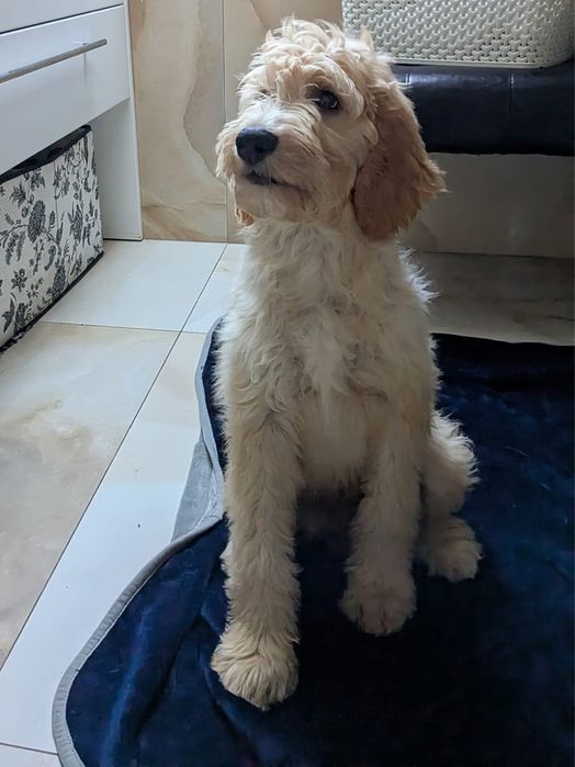 Irishdoodle&Goldendoodle - Badania genetyczne