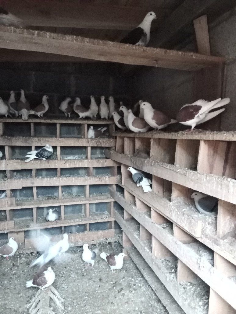 Gołębie boki  śląskie tarczowe 40 sztuk do sprzedania