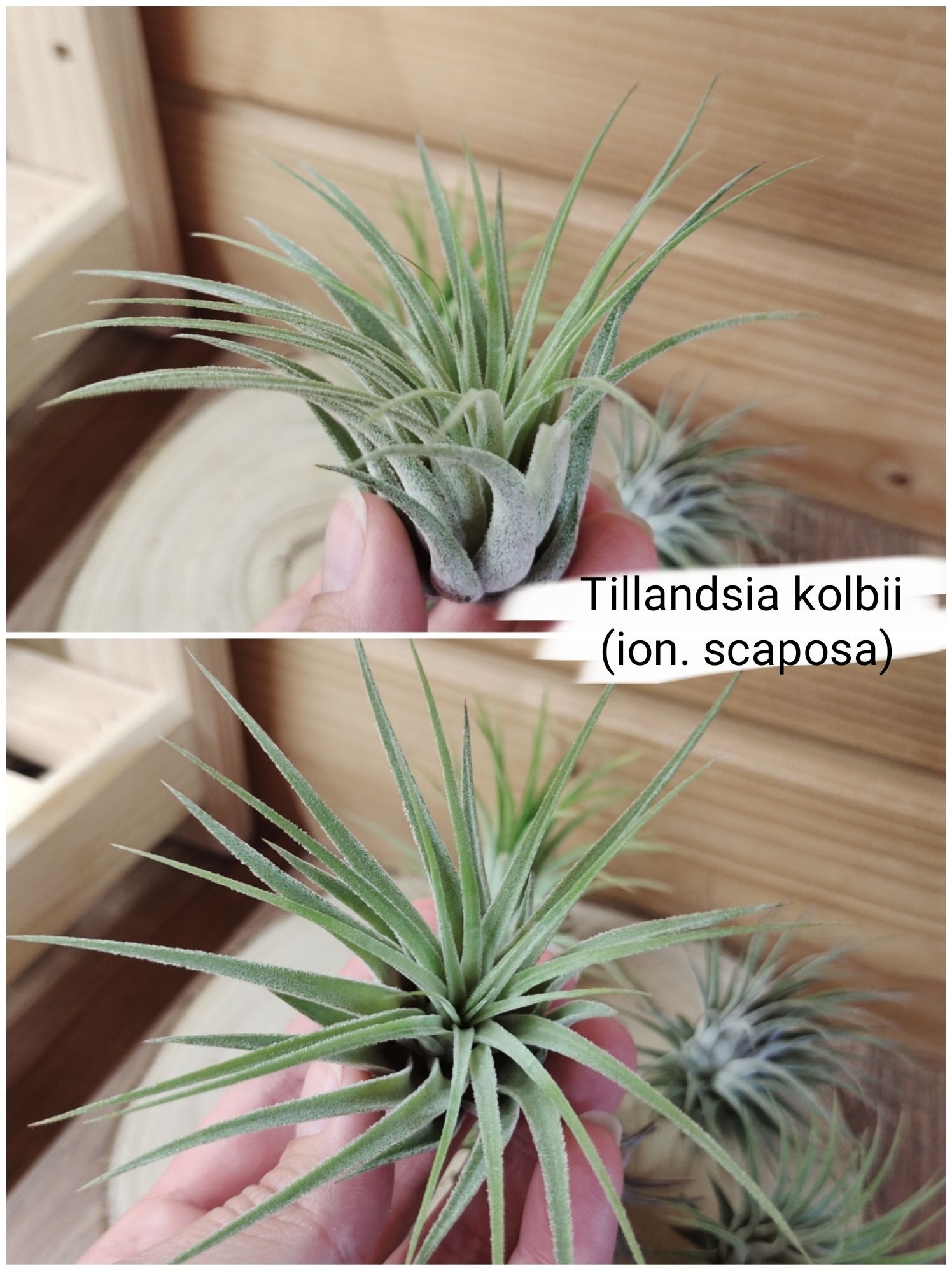 Tillandsia Ionantha scaposa, druid, silver, fuego, vanhyningii oplątwa