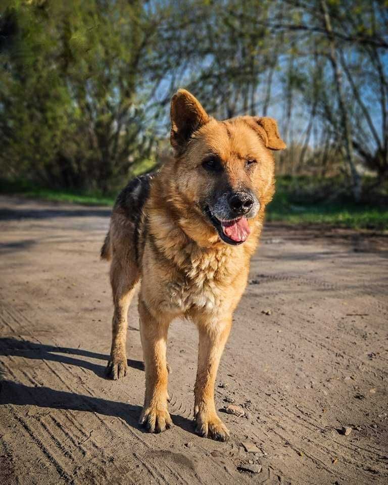 Ringer - staruszek w typie Owczarka Niemieckiego do adopcji 1