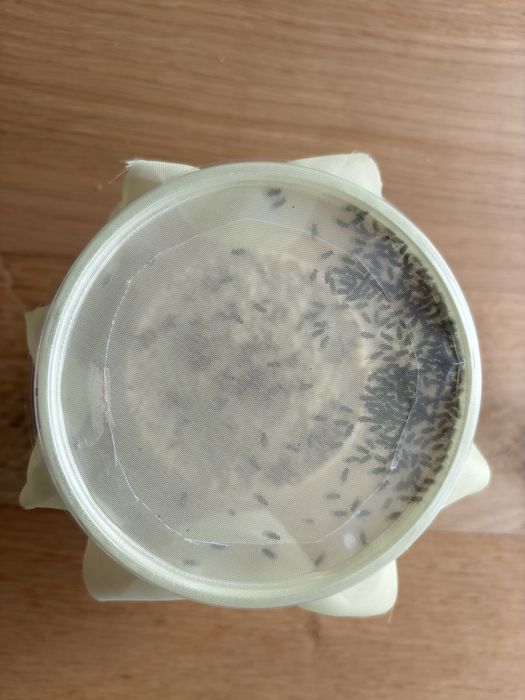 Drosophila hydei - dla modliszki, pająka, drzewołazów