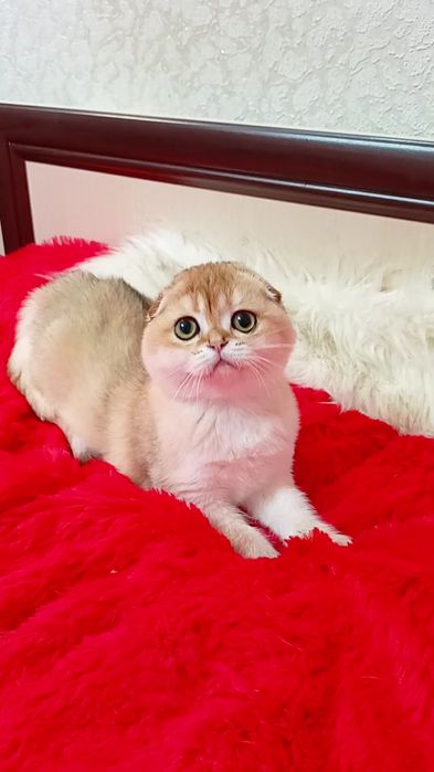 Нереально красивая девочка золотая шиншилла. Шотландская вислоухая