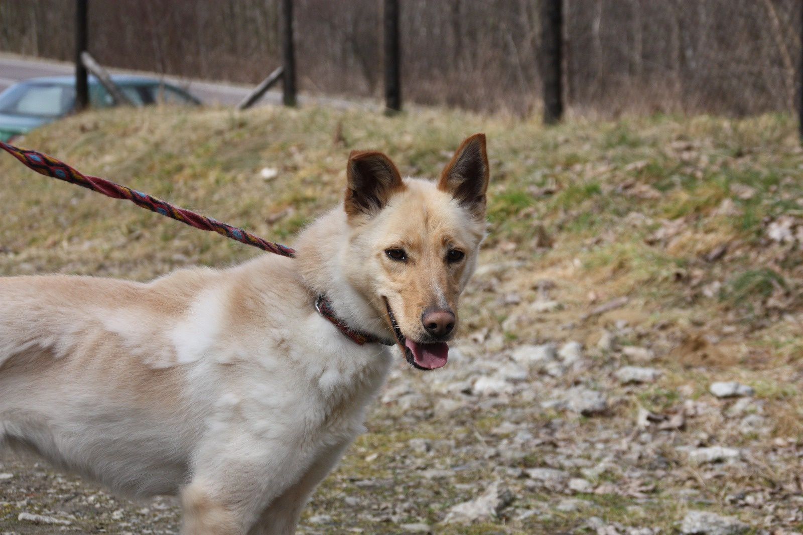 Suczka Sonia do adopcja. Oddam psa