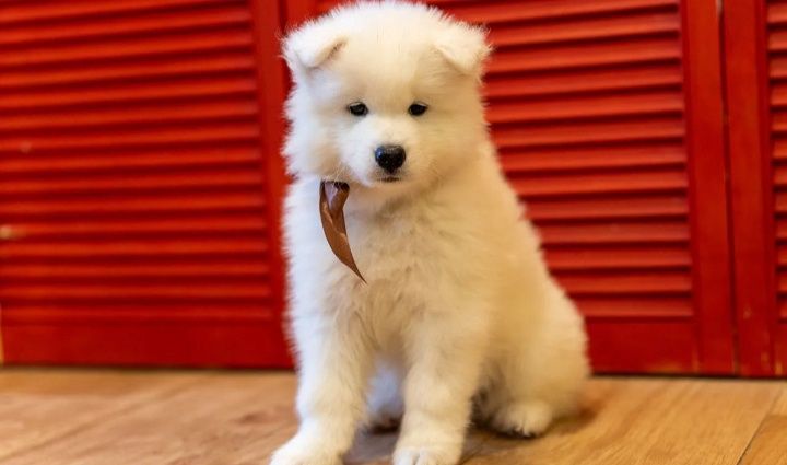 Samoyed odbiór typ Niedźwiedzi