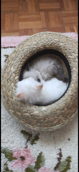 Menina persa himalaia