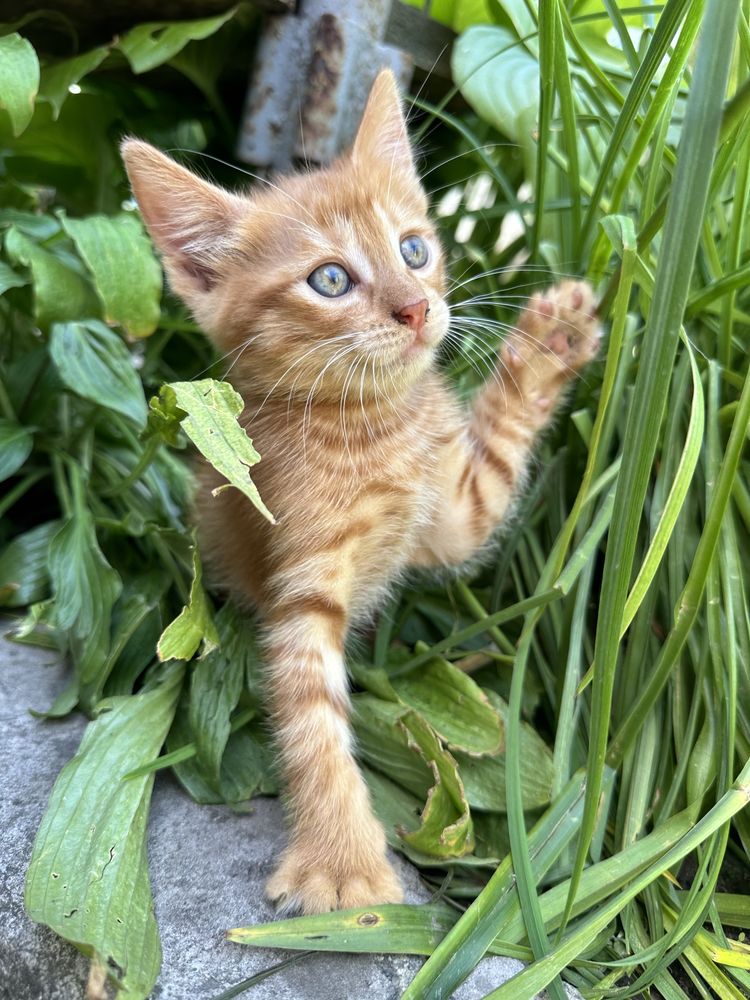 Котята бесплатно