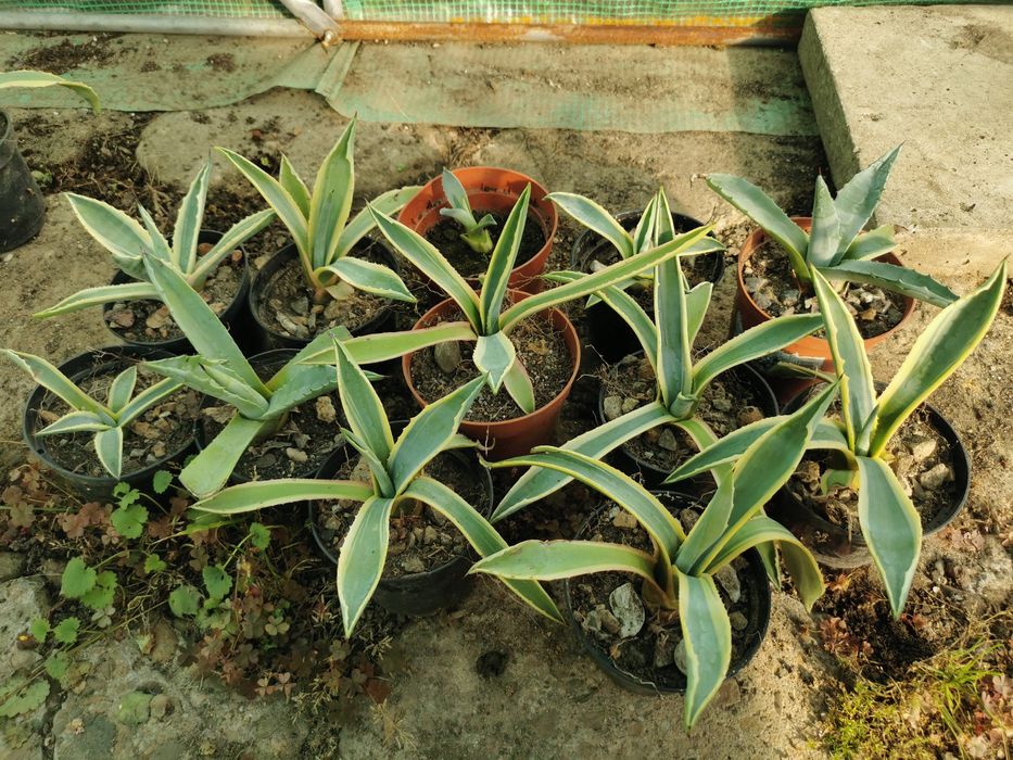 Agawa zielona i dwukolorowa