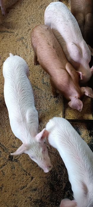 Поросята ф1+Кантор