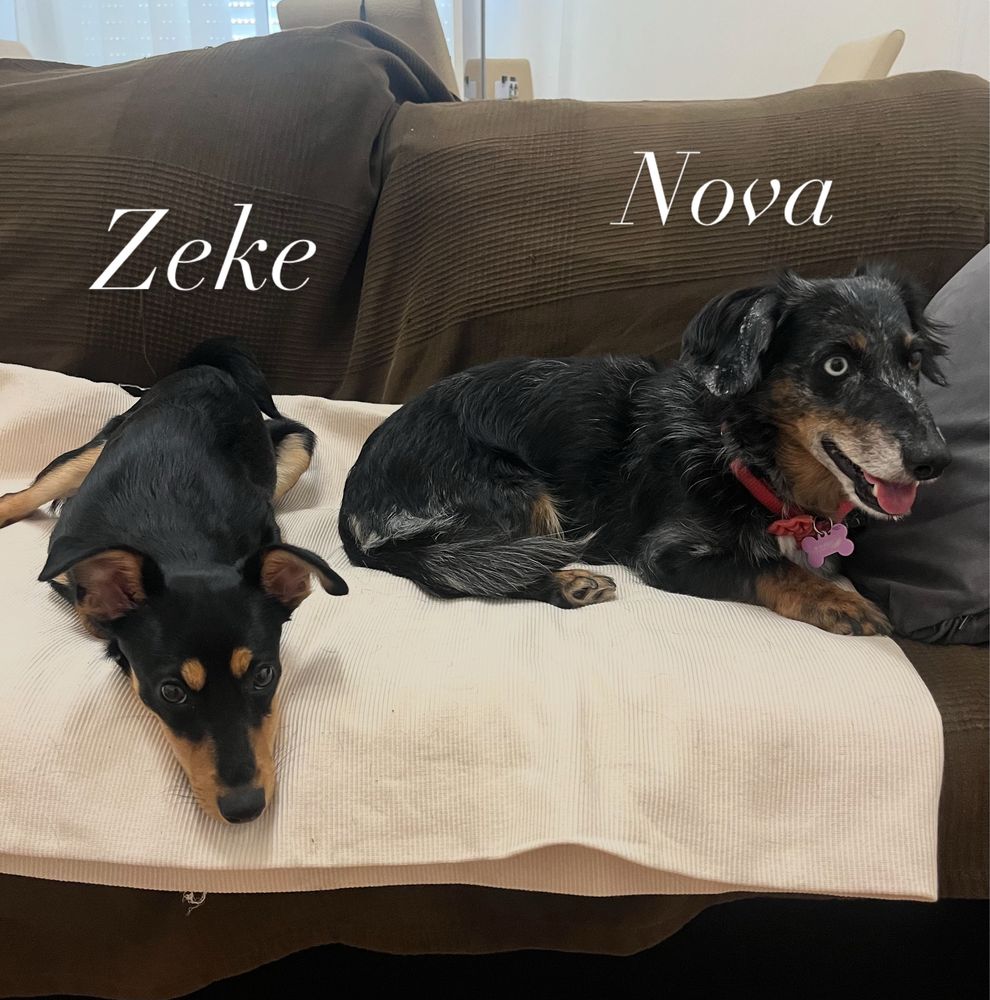 Hospedagem Familiar & Petsitting com Muito A