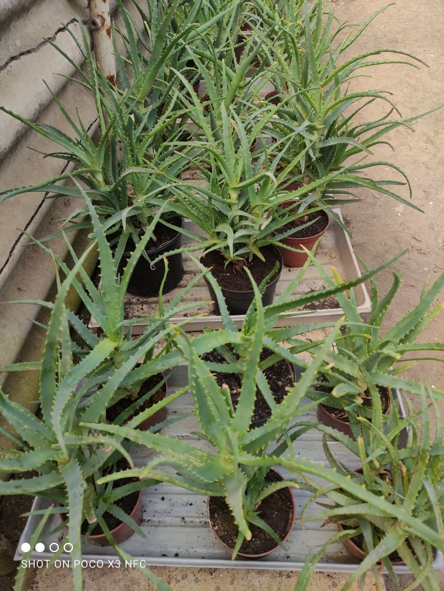 Aloes Kwiat doniczkowy