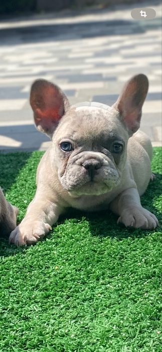 Милый мальчишка с голубыми глазами