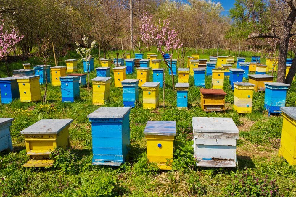 Продам пасіку з бджолами