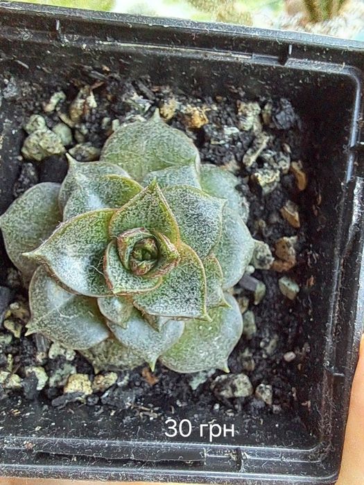Продам різні сукуленти