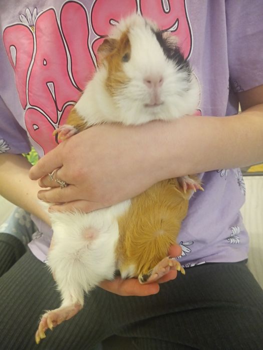 Świnki morskie z  klatką